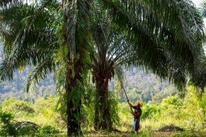 Duurzame palmolieplantage