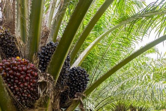 Palm fruit bunches on tree