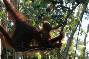 Orang-oetan en palmolie
